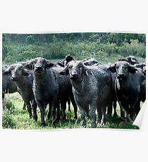 Water Buffalo Poster