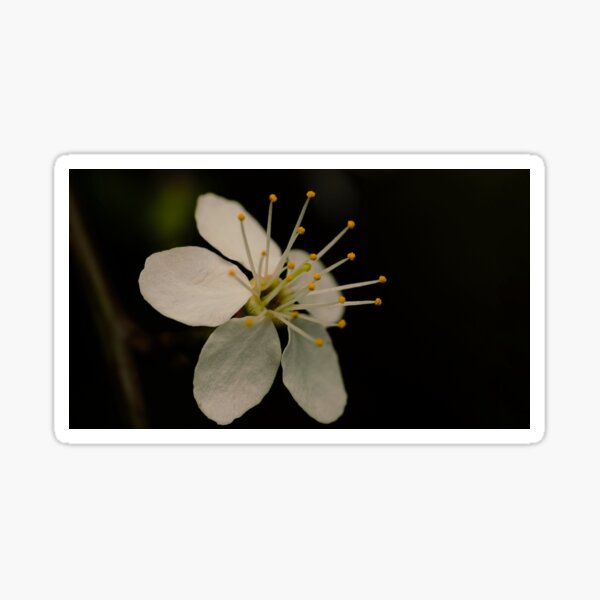 Artikel-Vorschau von Pollen drücken., designt und verkauft von AnyLifePhoto.