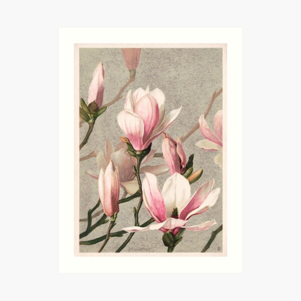 Japanese Magnolia - Art Print