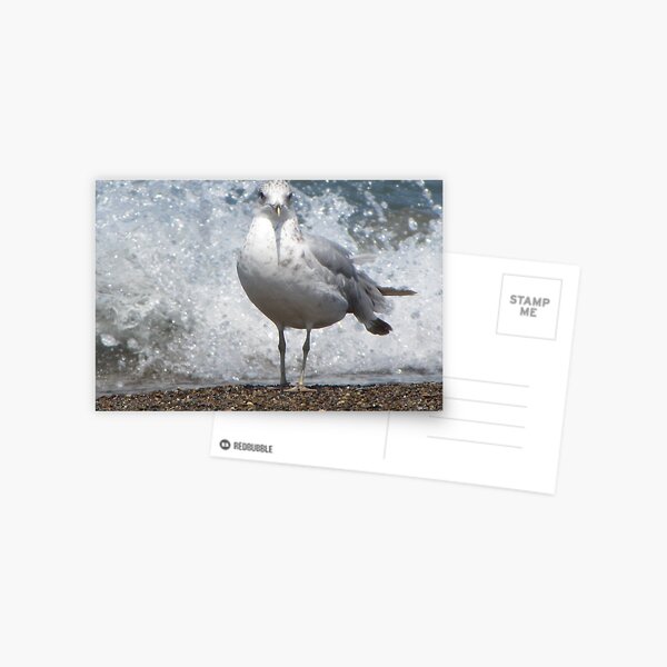 Item preview, Ring-billed Gull designed and sold by aidendale.
