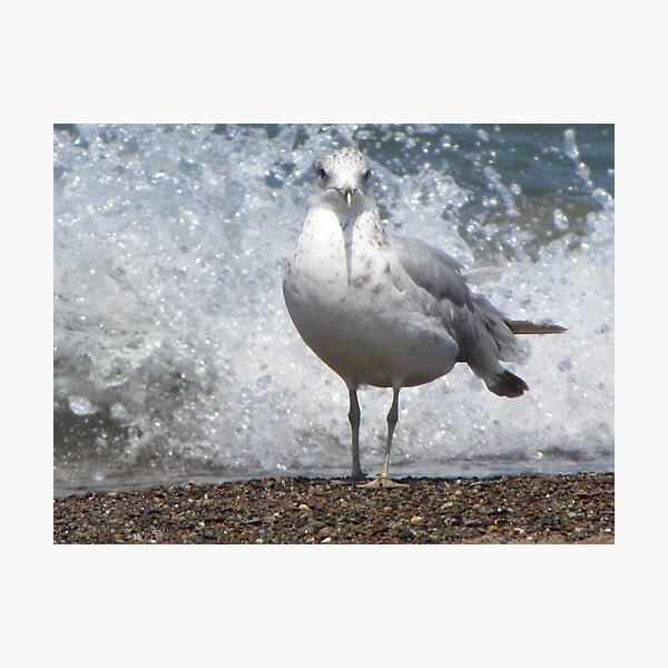 Item preview, Ring-billed Gull designed and sold by aidendale.