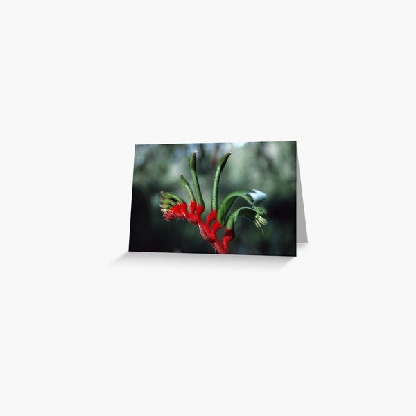 Wildflower Greeting Card