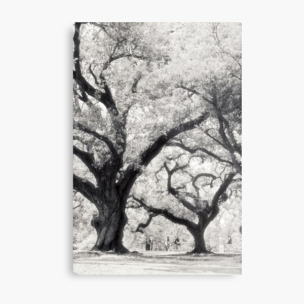 Majestic oak trees lining the Audubon Park in New Orleans Metal Print