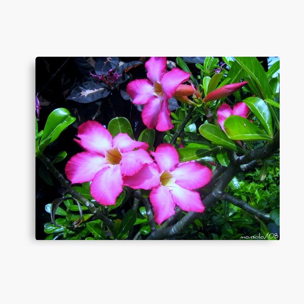Plumeria Canvas Print