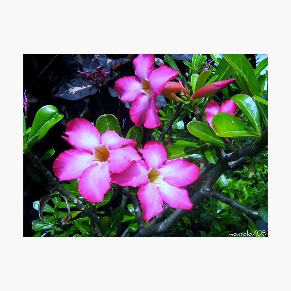 Plumeria Photographic Print
