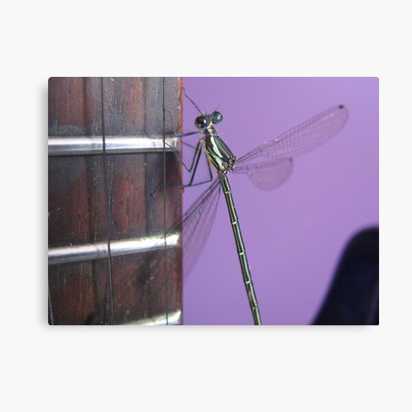 Audiofly 2 Canvas Print