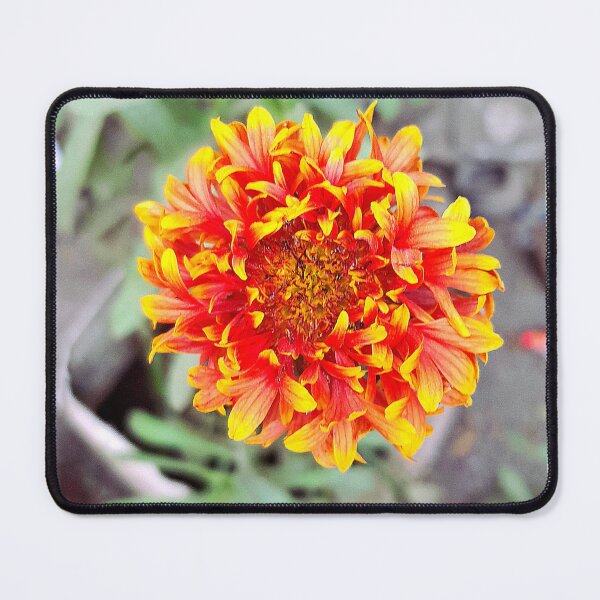 Item preview, Gaillardia Sundance Bicolor flower in my garden designed and sold by my-tree.