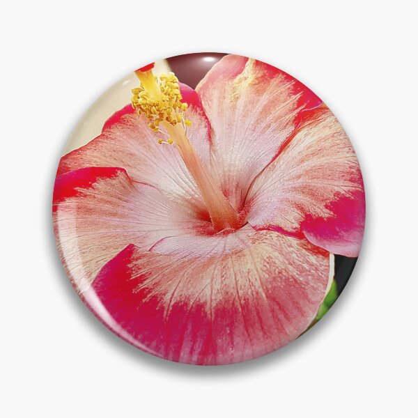 Item preview, Fully bloomed pink-white hibiscus in my garden designed and sold by my-tree.