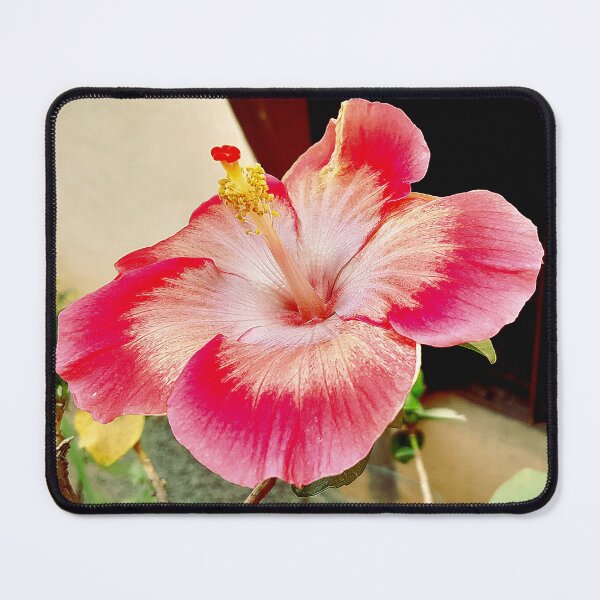 Item preview, Fully bloomed pink-white hibiscus in my garden designed and sold by my-tree.