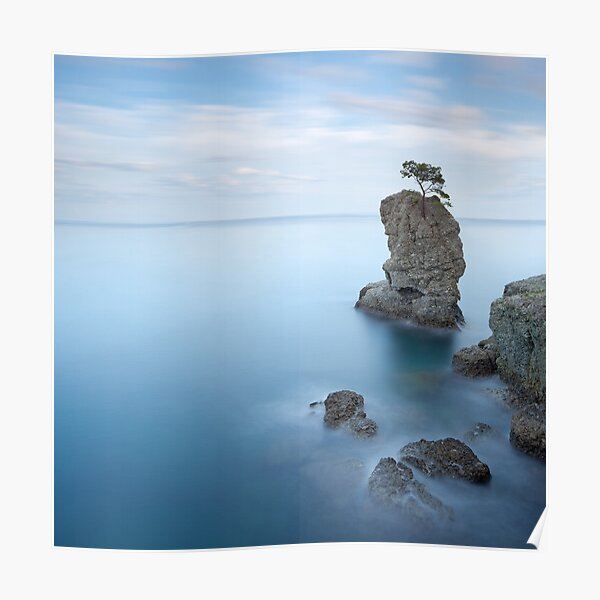 Stone pine tree on the top of the rock. Portofino Poster