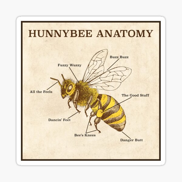 Hunnybee Anatomy Sticker
