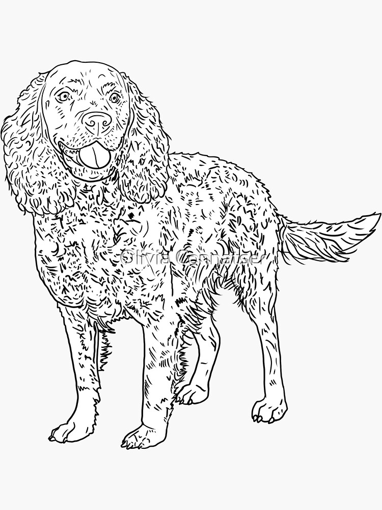 American Water Spaniel Sticker