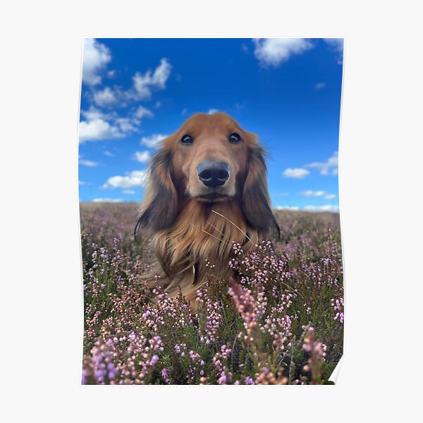 Standard Longhaired Dachshund in heather Poster