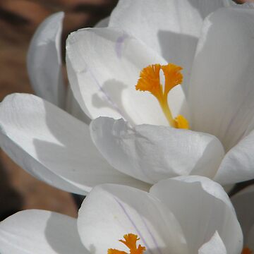Artwork thumbnail, ~White Spring~ by NatureGreeting Cards ©ccwri
