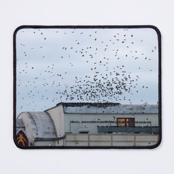 Item preview, Rooftop starlings designed and sold by GreyFeatherPhot.