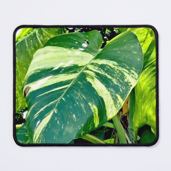 Item preview, Get Up Close and Personal with the Stunning Colors of the Giant Golden Pothos Leaves designed and sold by PhotografeeMrsB.