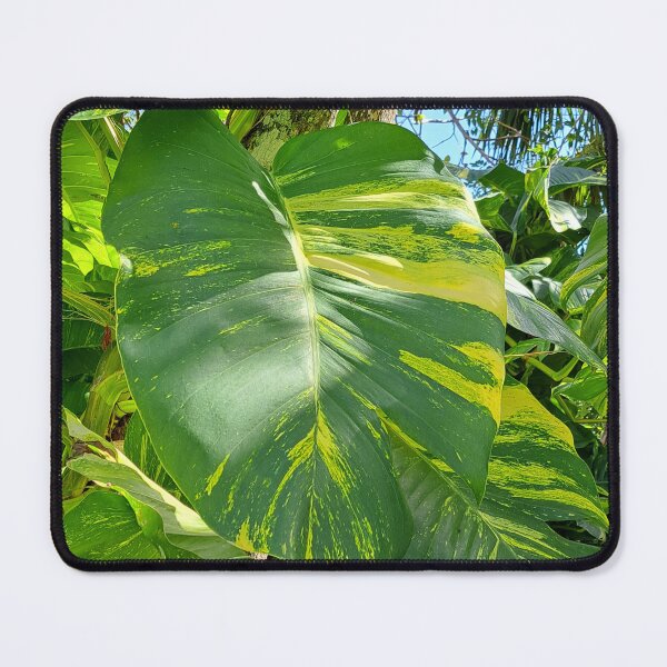 Item preview, Get Up Close and Personal with the Stunning Giant Golden Pothos Leaves designed and sold by PhotografeeMrsB.