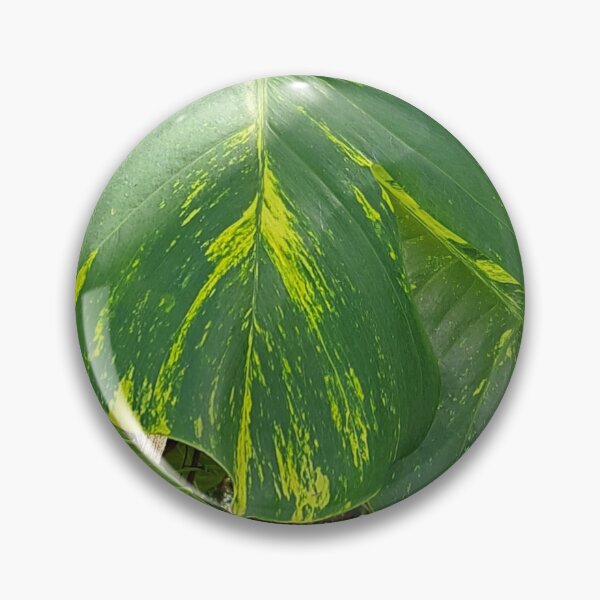 Item preview, Get Up Close and Personal with the Stunning Giant Golden Pothos Leaves designed and sold by PhotografeeMrsB.