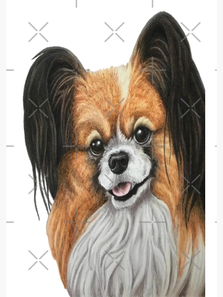 Poster Papillon dog 