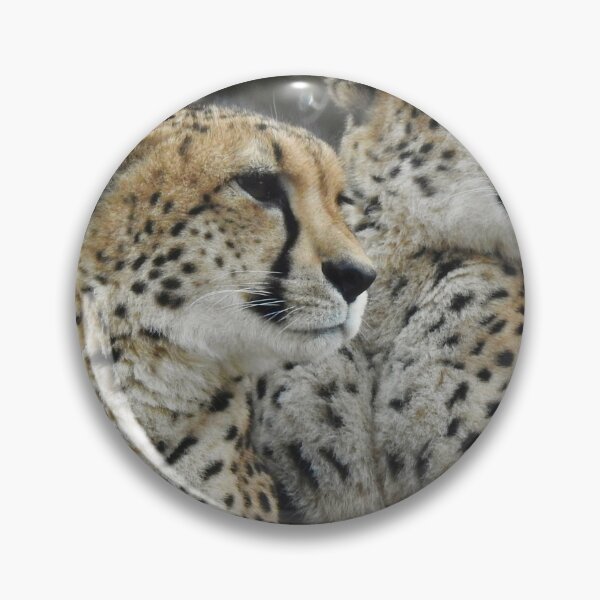 Item preview, Cheetahs  designed and sold by Tlpphotos.