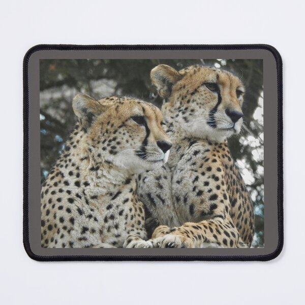 Item preview, Cheetahs  designed and sold by Tlpphotos.