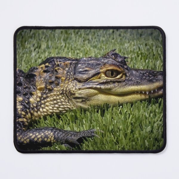 Item preview, Baby Alligator by Brandon Cable designed and sold by BrandonArtWorld.