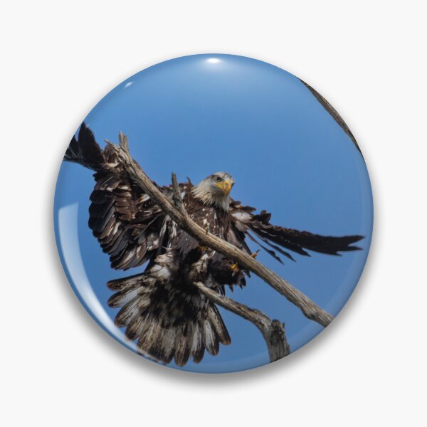 Item preview, Bald Eagle Juvenile Landing designed and sold by PsychoAlien.com.
