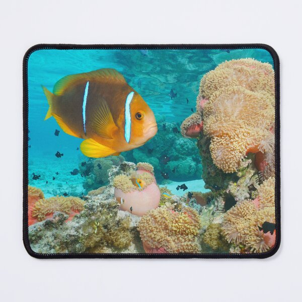 Item preview, Tropical fish anemonefish with sea anemones in the ocean designed and sold by Seaphotoart.