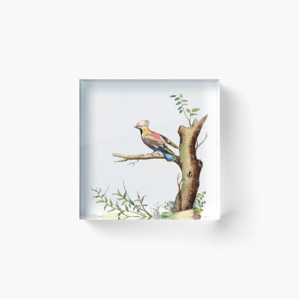 Item preview, Antique French Bird Engraving designed and sold by louisxvpod.