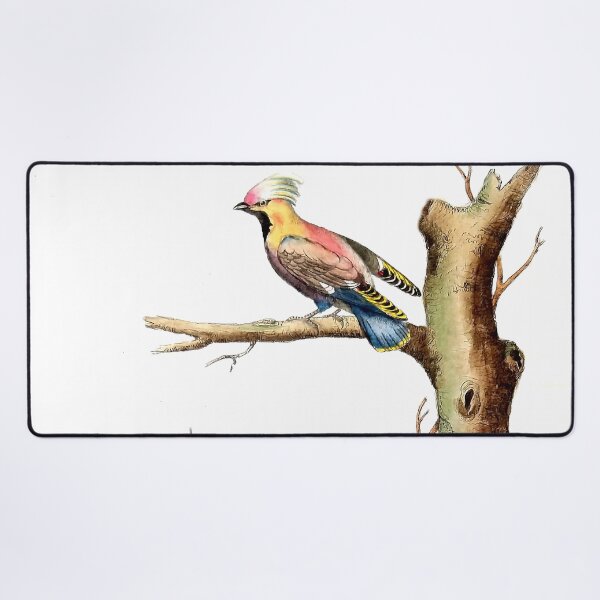 Item preview, Antique French Bird Engraving designed and sold by louisxvpod.