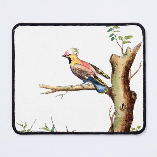 Item preview, Antique French Bird Engraving designed and sold by louisxvpod.
