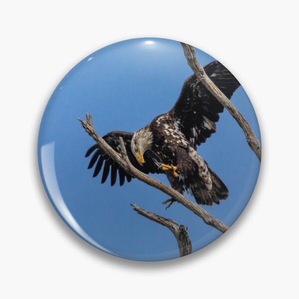 Item preview, Bald Eagle Juvenile Landing Practice designed and sold by PsychoAlien.com.