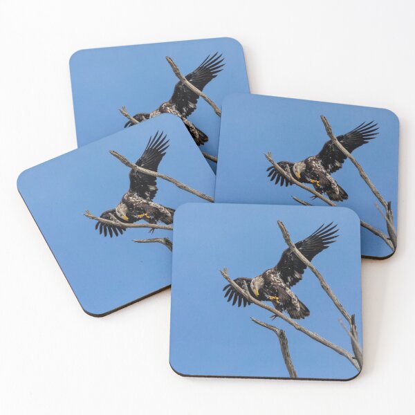 Item preview, Bald Eagle Juvenile Landing Practice designed and sold by PsychoAlien.com.