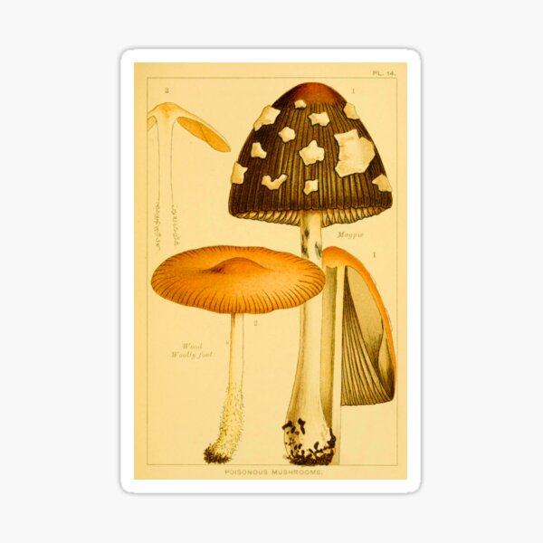 Item preview, Antique Vintage Mushroom Illustration 14 designed and sold by ThePettyDetails.
