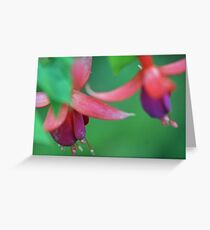flowers Greeting Card