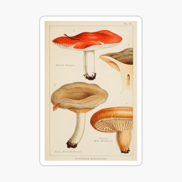 Item preview, Antique Vintage Mushroom Illustration 16 designed and sold by ThePettyDetails.
