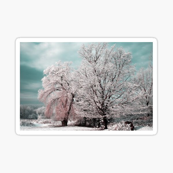Redreaming Winter Trees Sticker