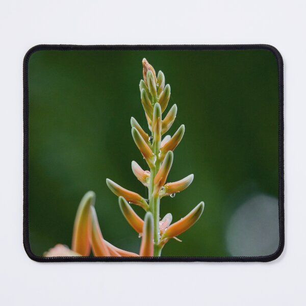 Item preview, sweet raindrops on Aloe vera flower designed and sold by Mrtweety.