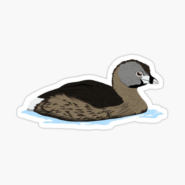 Pied-billed Grebe Sticker