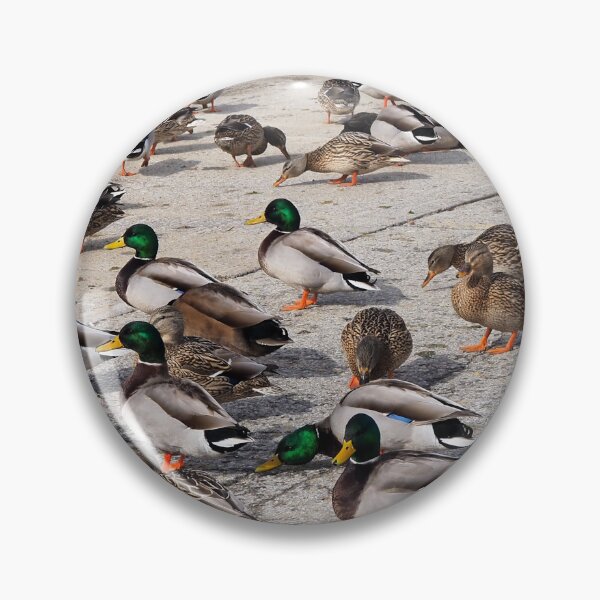 Item preview, Mallard Duck Flock On The Pavement designed and sold by BackyardBirder.