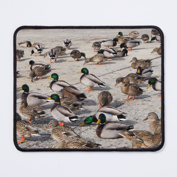 Item preview, Mallard Duck Flock On The Pavement designed and sold by BackyardBirder.