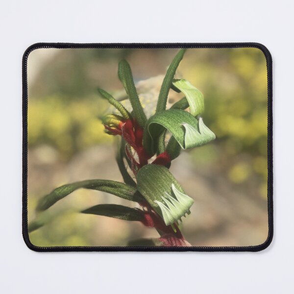 Item preview, Kangaroo Paw (Anigozanthos) single picture, Perth, Western Australia designed and sold by NimbleFish.