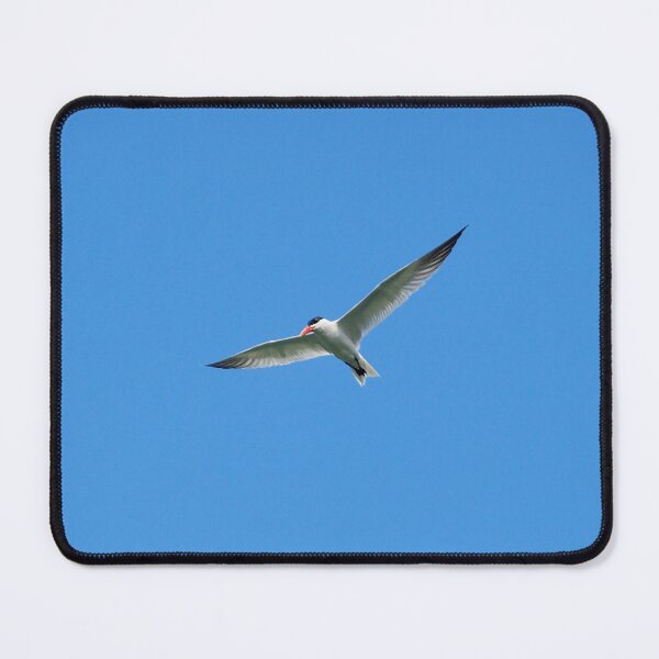 Item preview, Caspian Tern Flying With Its Wings Spread. designed and sold by BackyardBirder.