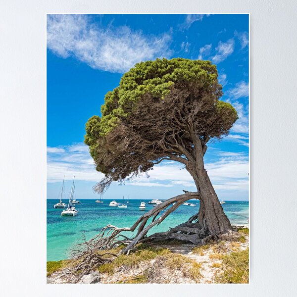 Item preview, Rottnest tree  designed and sold by Elliot62.