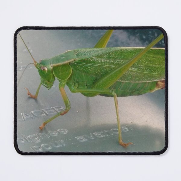Item preview, Grasshopper Close-up designed and sold by Phantasm-NW.