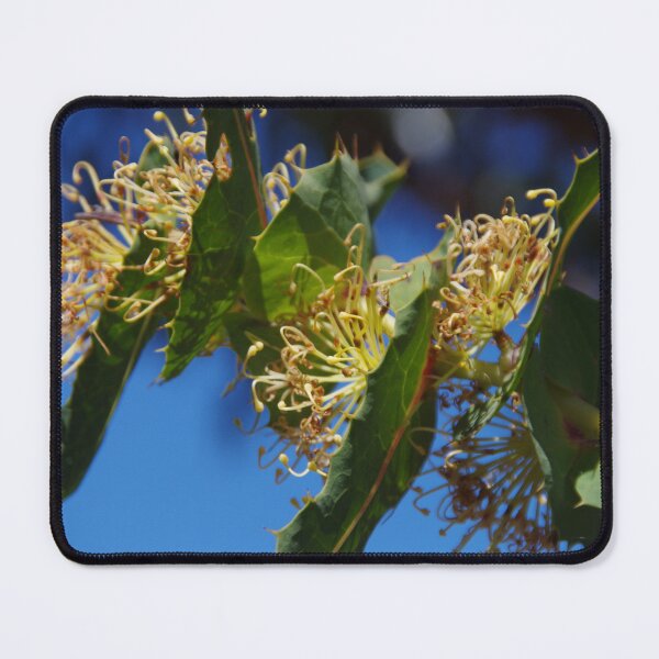 Item preview, Prickly Hakea designed and sold by lezvee.