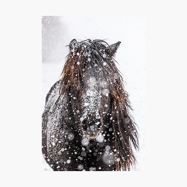 Item preview, Icelandic stallion in the snow designed and sold by Ingo Gerlach.