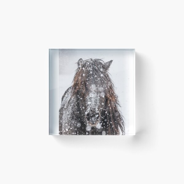 Item preview, Icelandic stallion in the snow designed and sold by Ingo Gerlach.