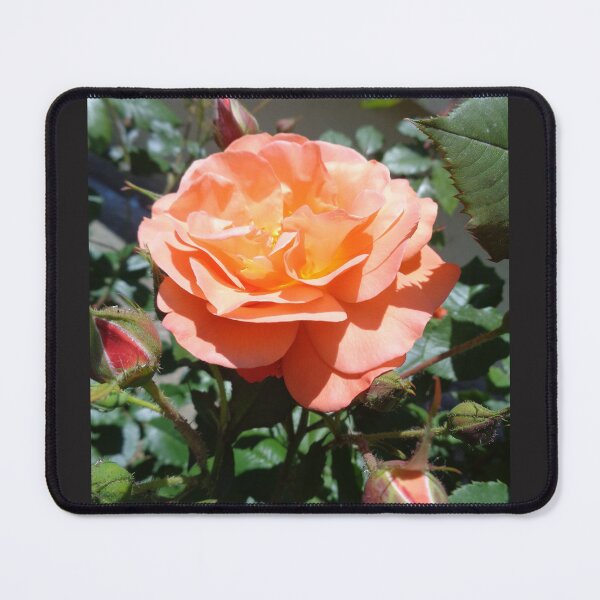 Item preview, Fragrant rose designed and sold by Ana Belaj.