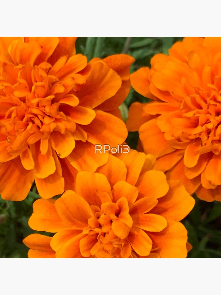 Discover Burnt Orange Mum Flowers Premium Matte Vertical Poster